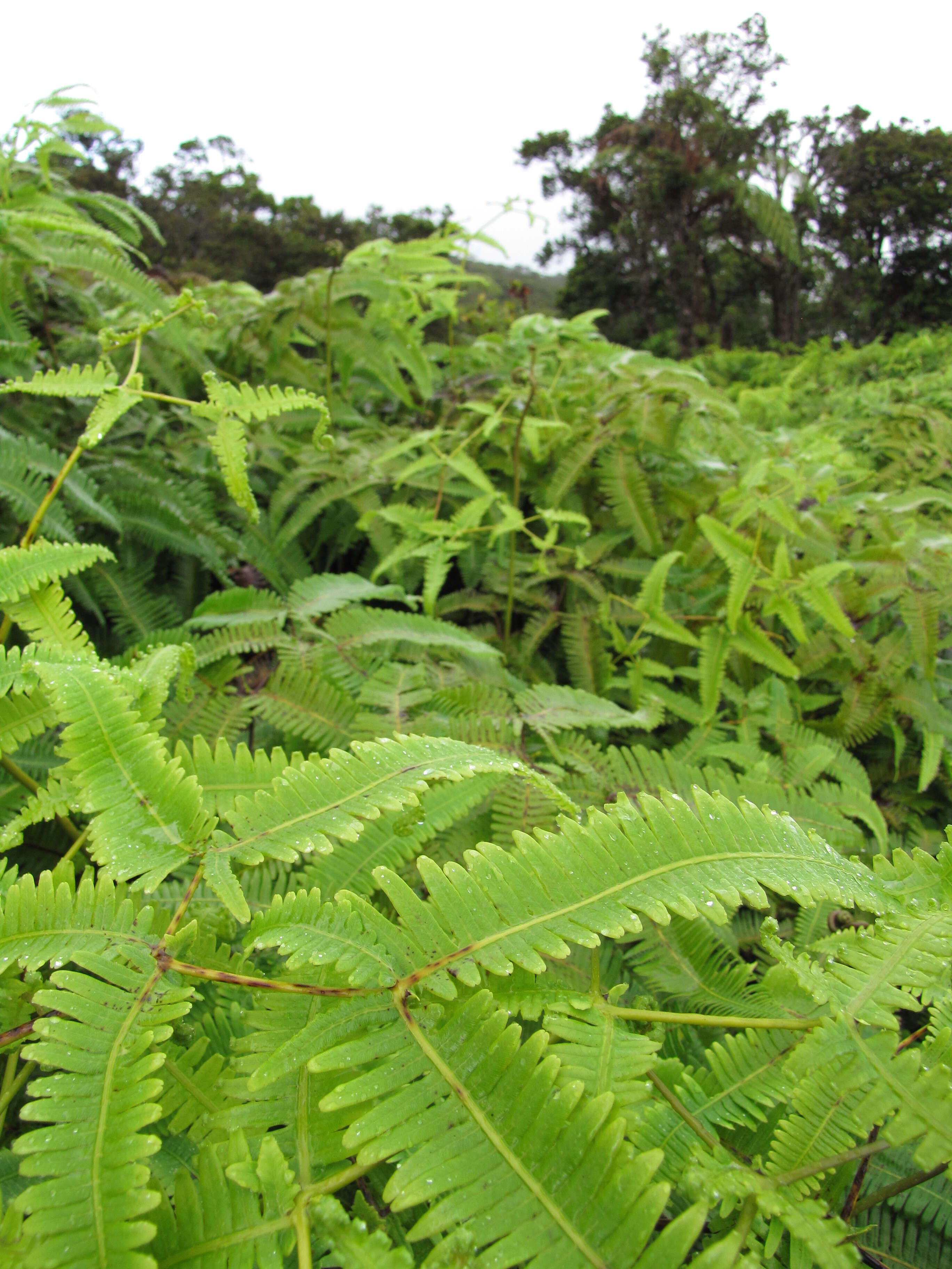 Image de Dicranopteris linearis (Burm. fil.) Underw.