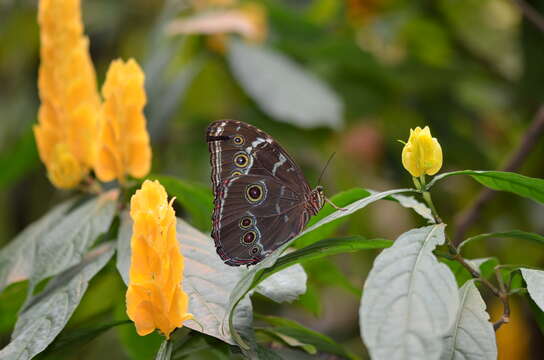 Imagem de Morpho peleides Kollar 1850