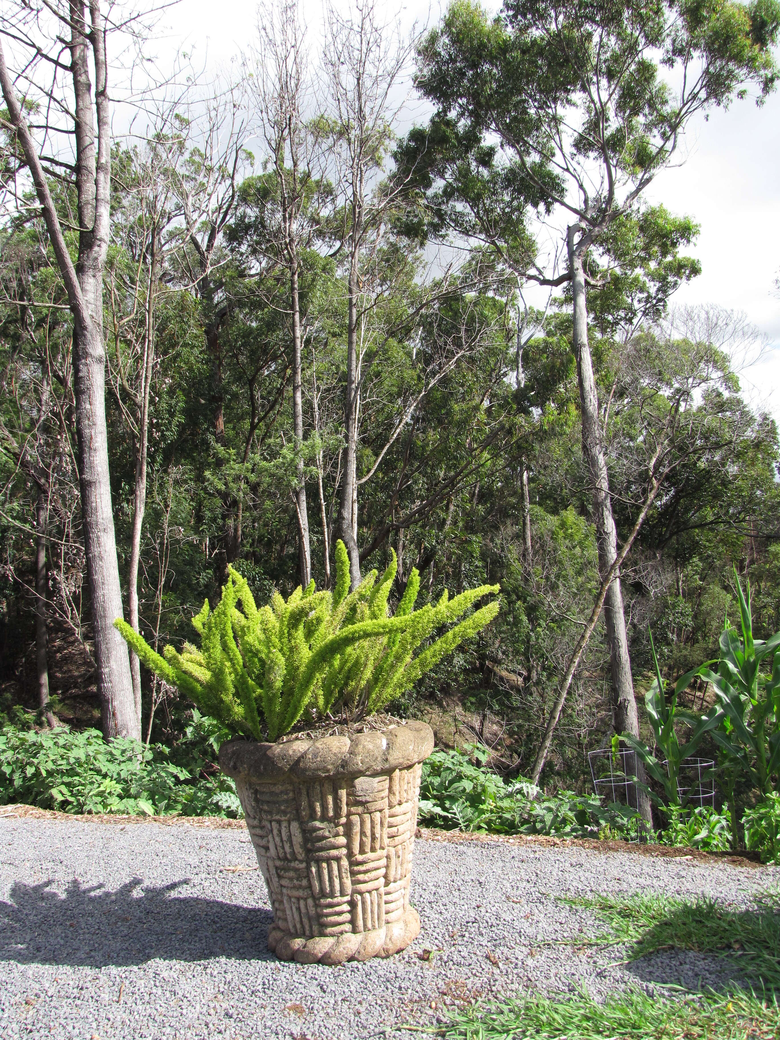 Image of Cwebe asparagus fern