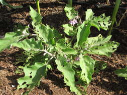 Image of eggplant