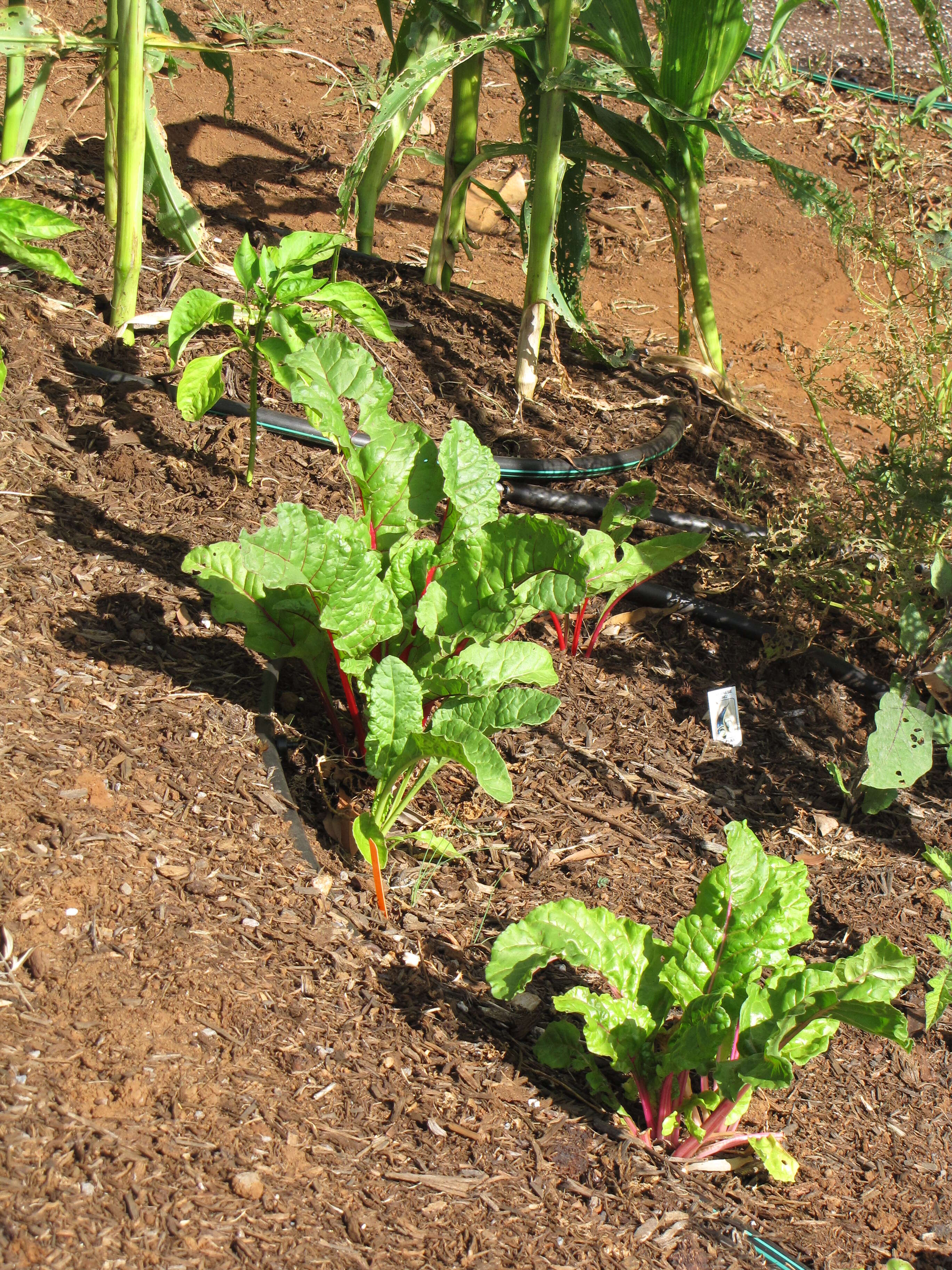 Image of Beta vulgaris subsp. vulgaris Cicla