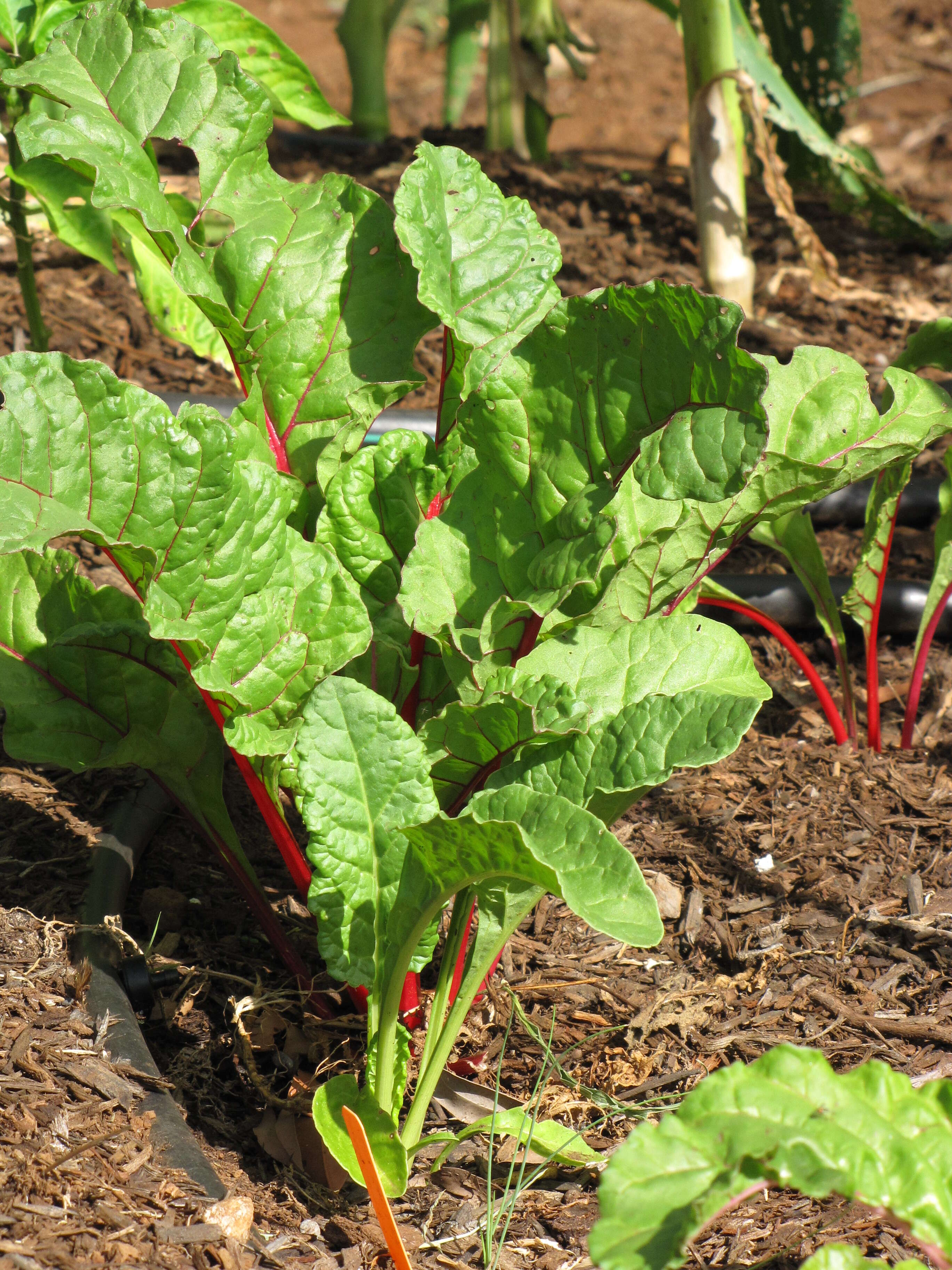 Image of Beta vulgaris subsp. vulgaris Cicla