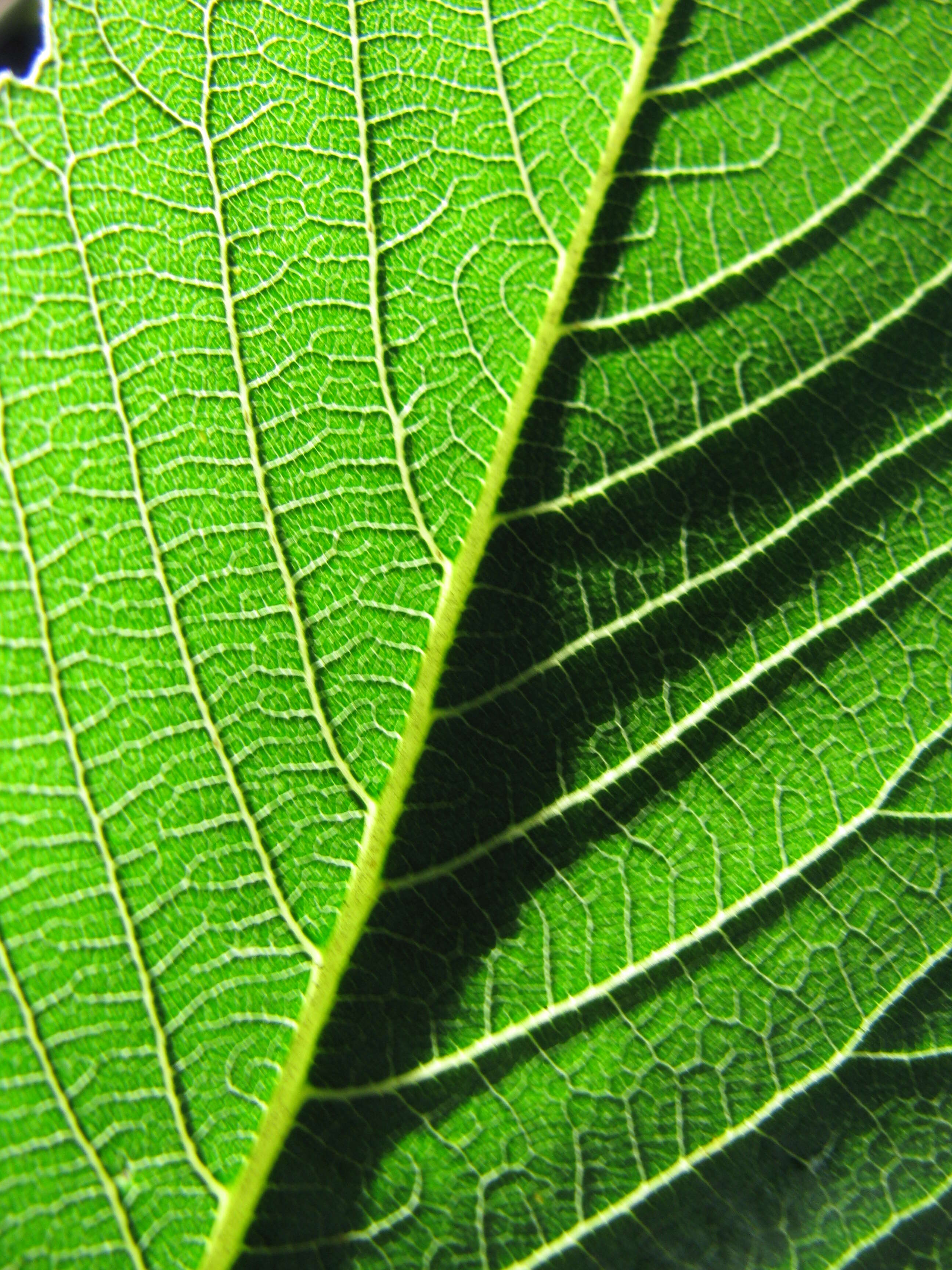 Sivun Rhus sandwicensis A. Gray kuva