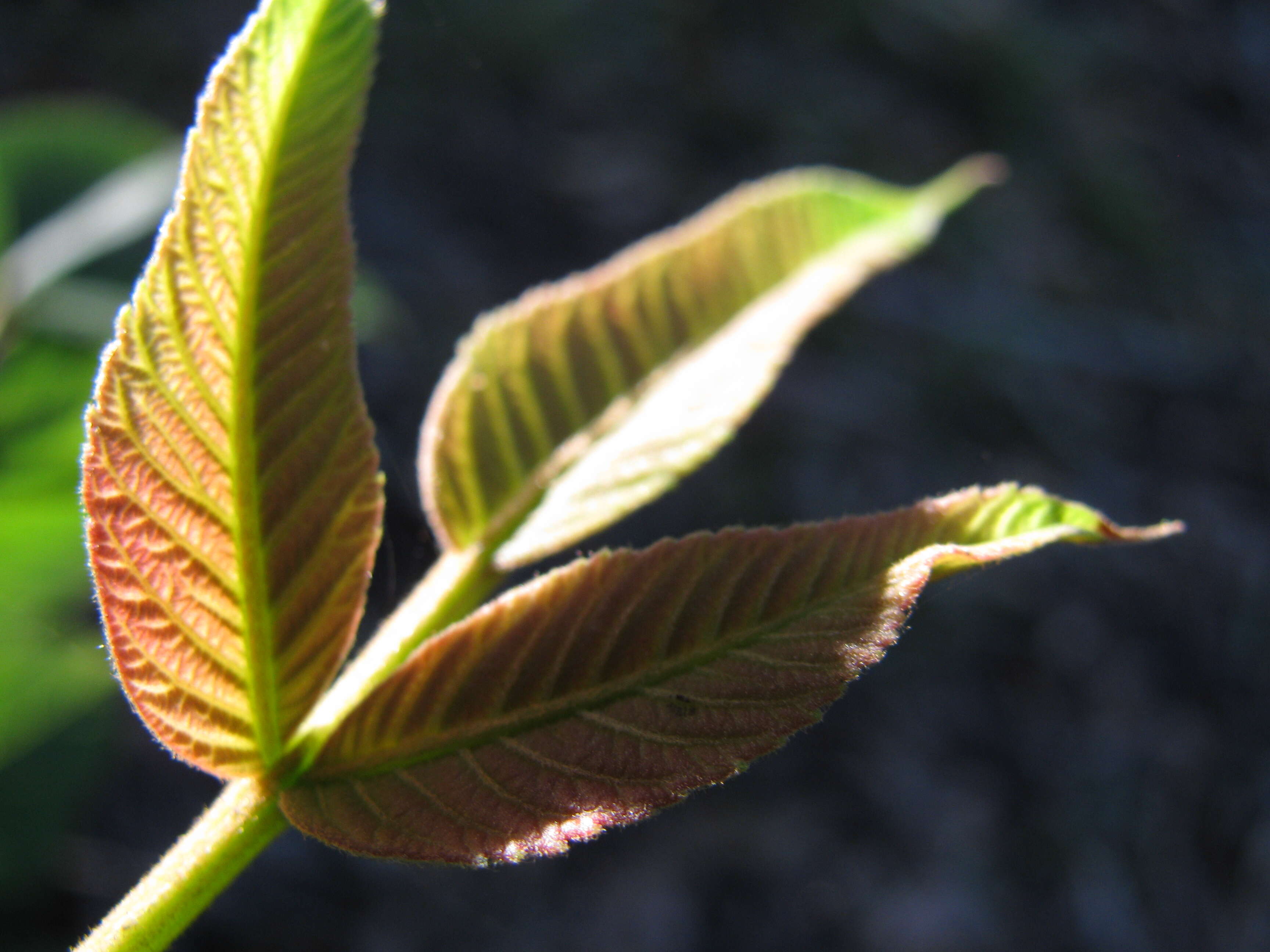 Sivun Rhus sandwicensis A. Gray kuva