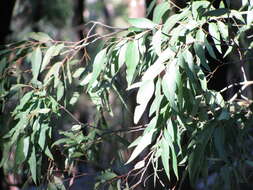 Eucalyptus sideroxylon A. Cunn. ex Woolls resmi