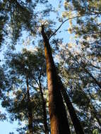 Eucalyptus sideroxylon A. Cunn. ex Woolls resmi