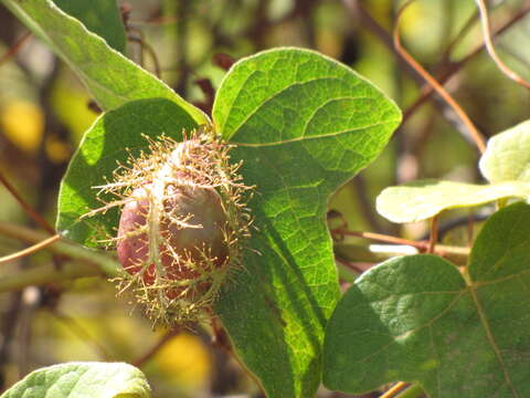 Sivun Passiflora foetida L. kuva