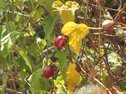 Sivun Passiflora foetida L. kuva