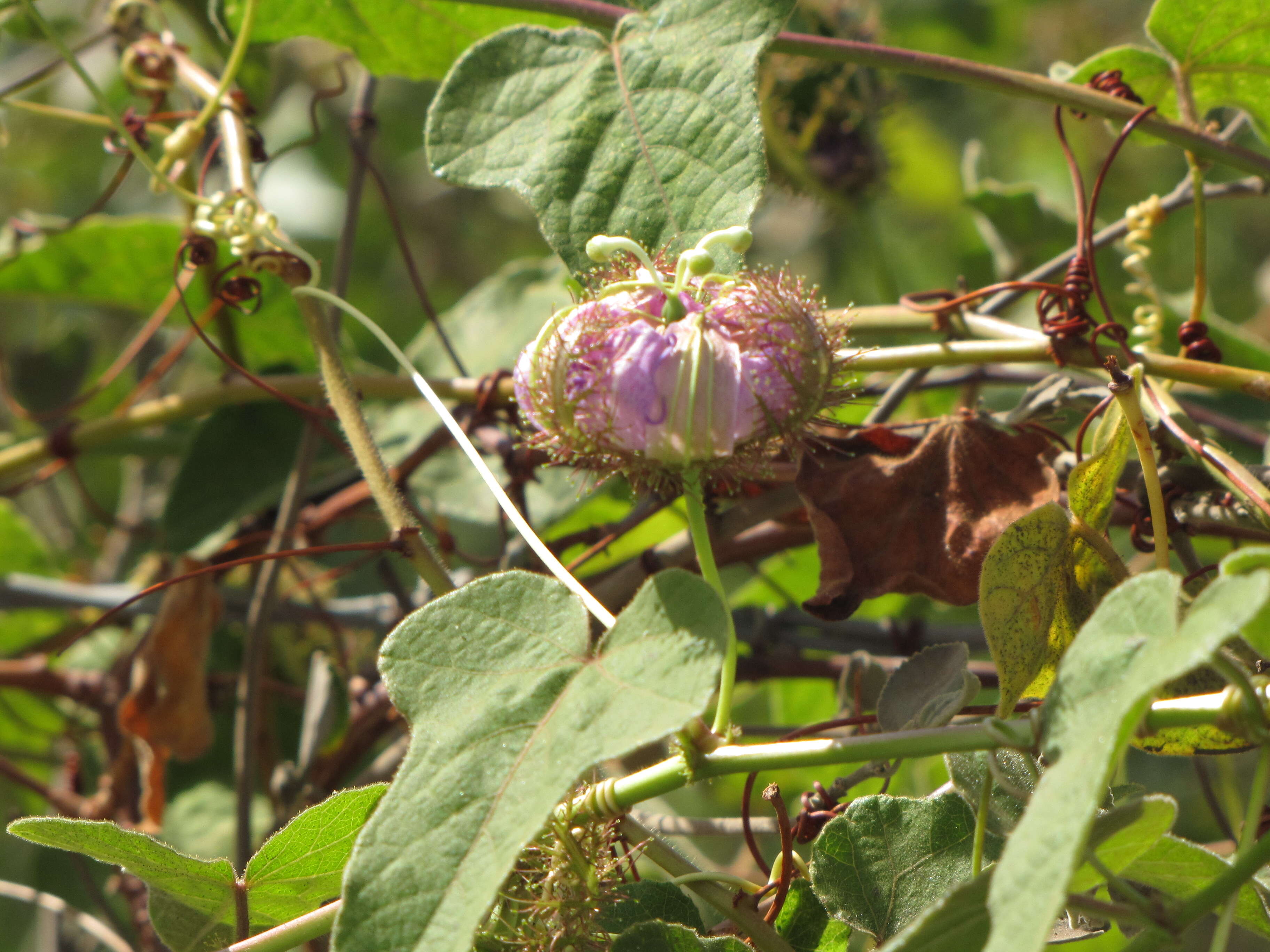 Sivun Passiflora foetida L. kuva