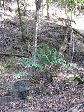 Image of golden polypody