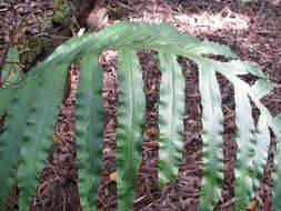 Image of golden polypody