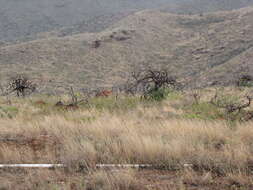 Image of coastal sandalwood