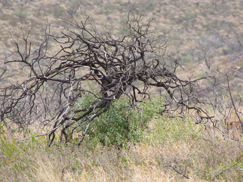 Image of coastal sandalwood