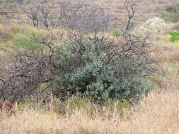 Image of coastal sandalwood