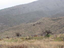 Image of coastal sandalwood