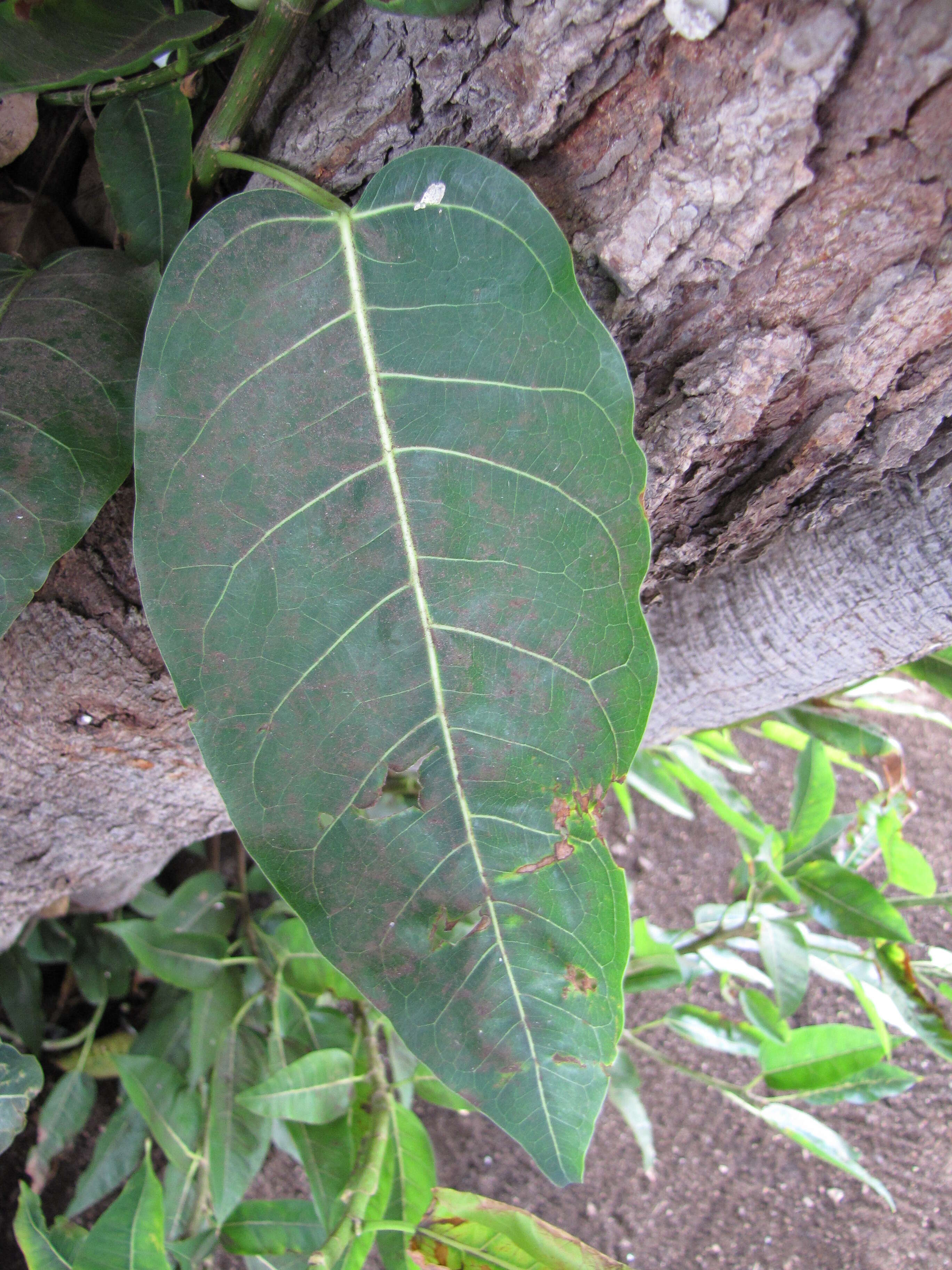 Image of Caroline banyan