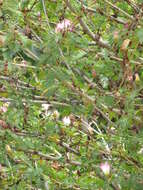 Image of Surinamese stickpea