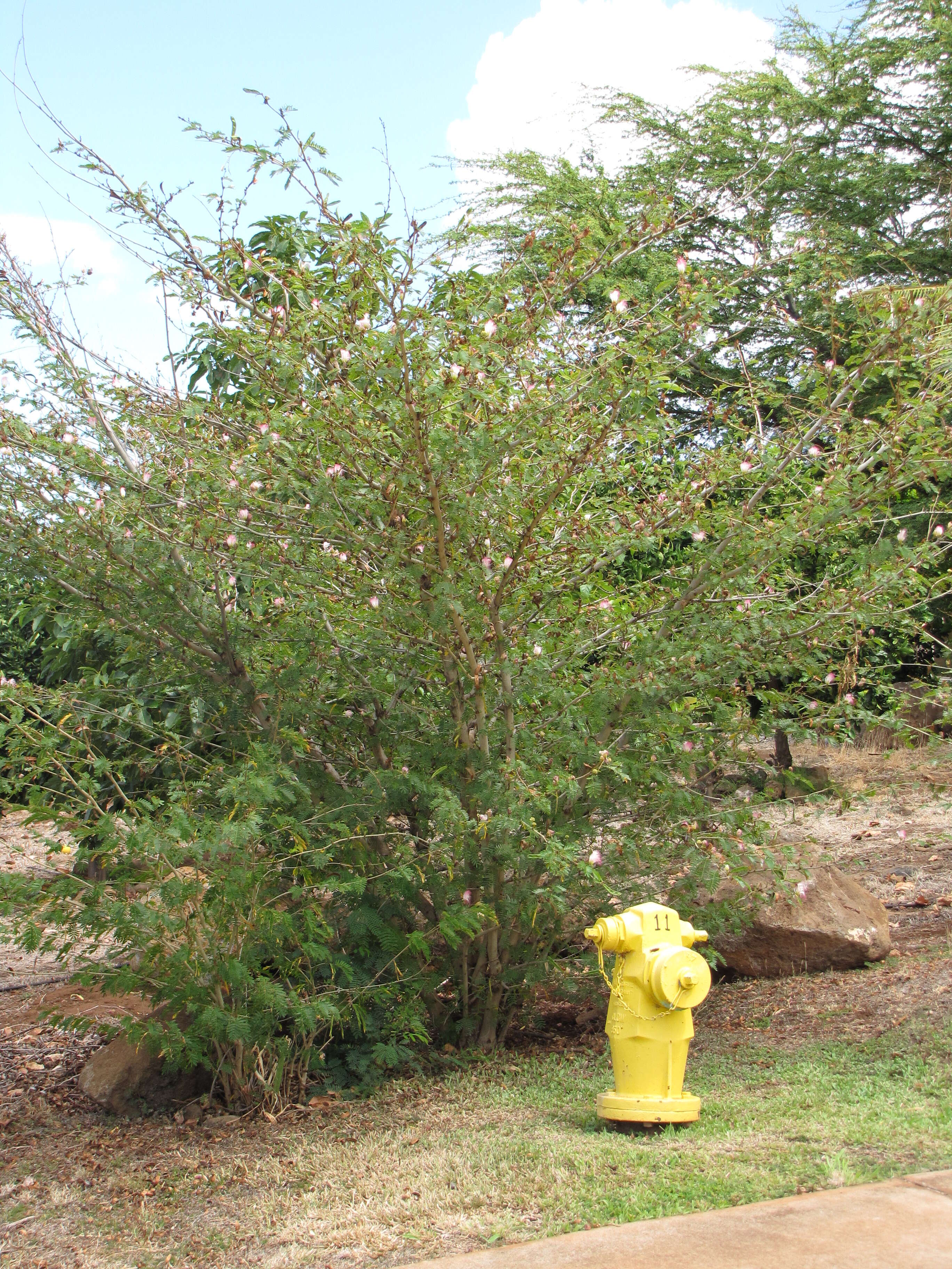 Image of Surinamese stickpea