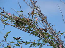 Image of Surinamese stickpea