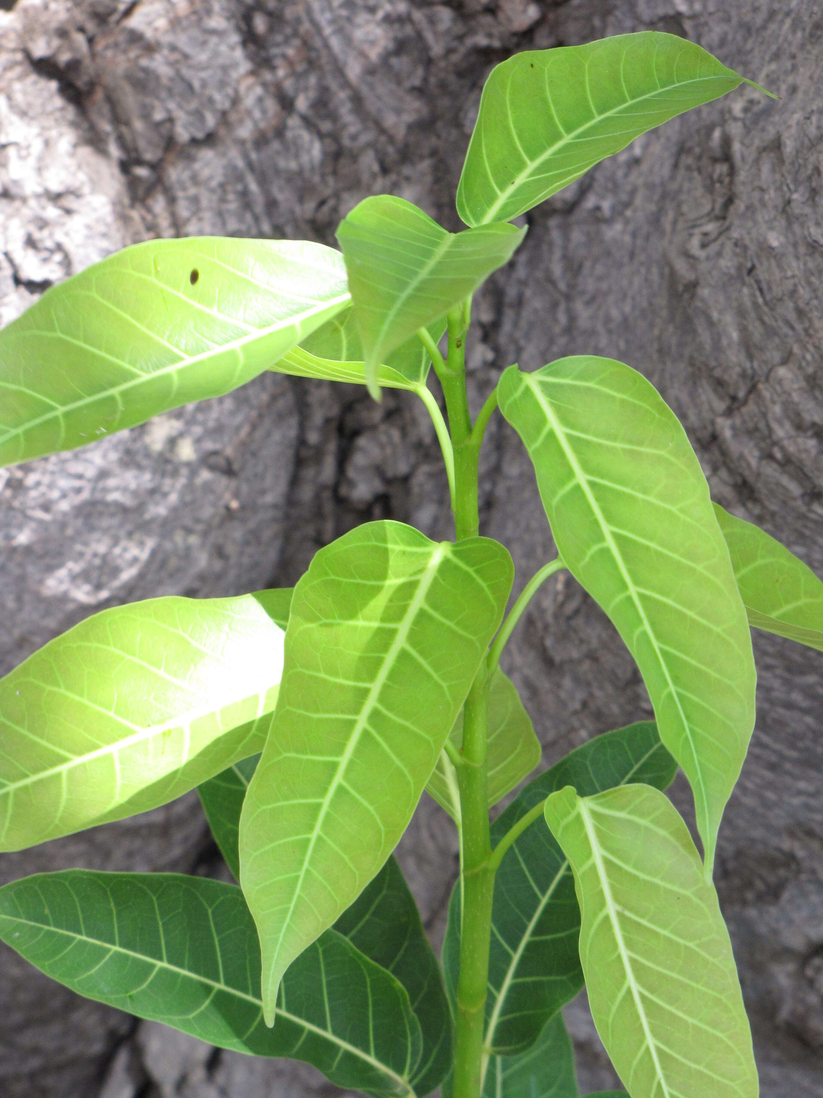 Image of Caroline banyan