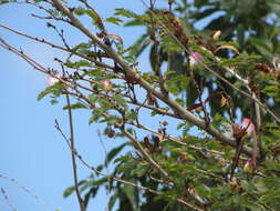 Image of Surinamese stickpea