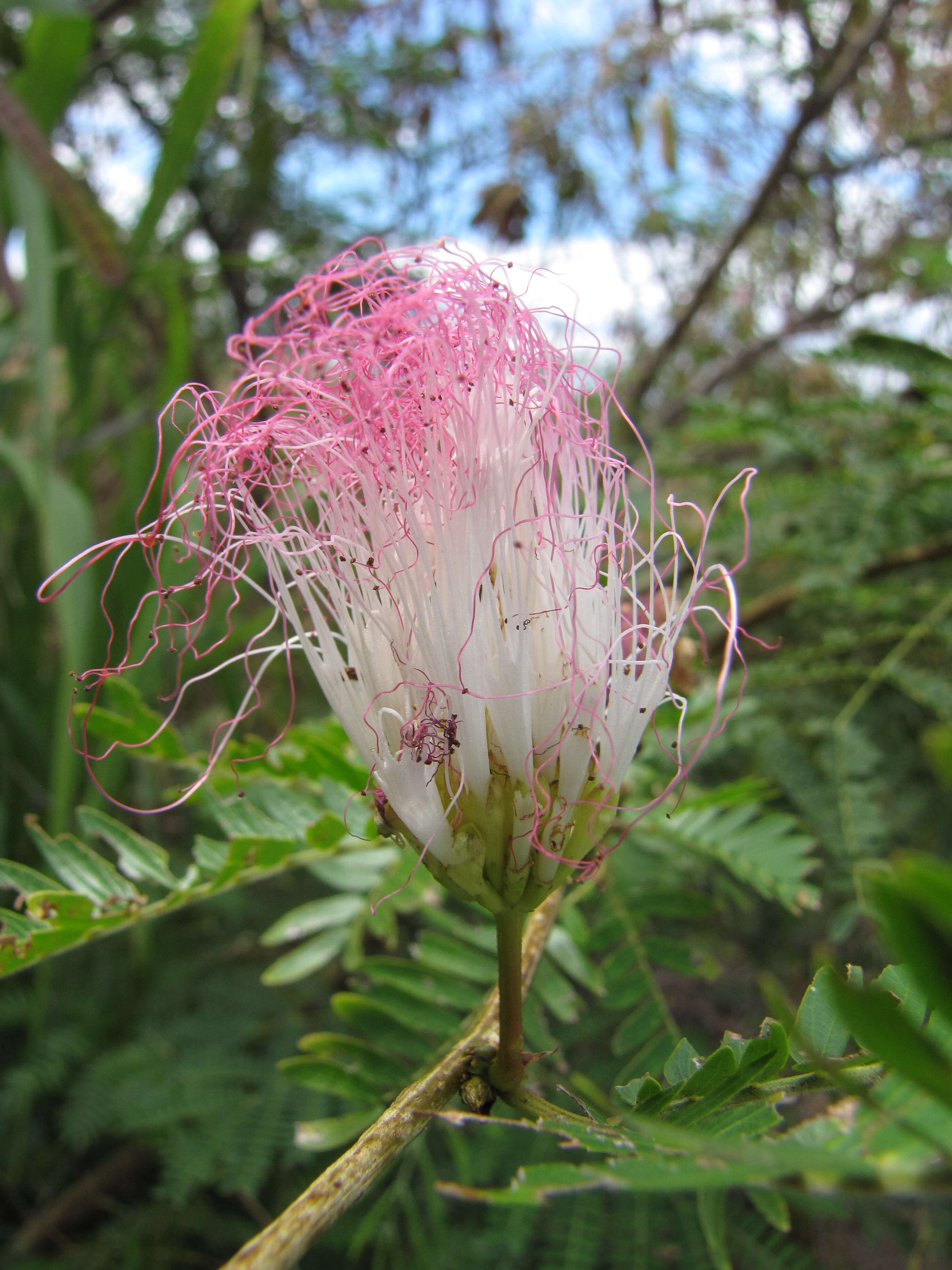 Image of Surinamese stickpea