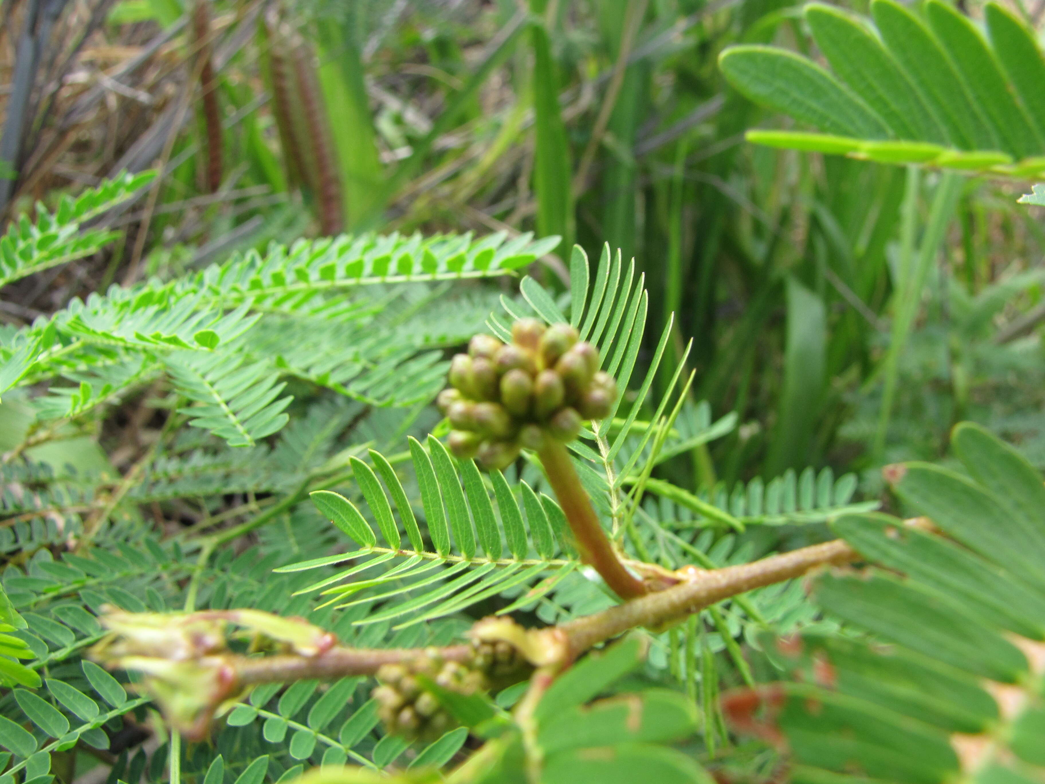 Image of Surinamese stickpea