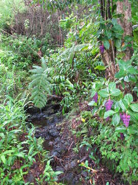 Image of angiopteris fern