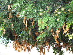 Image of woman's tongue