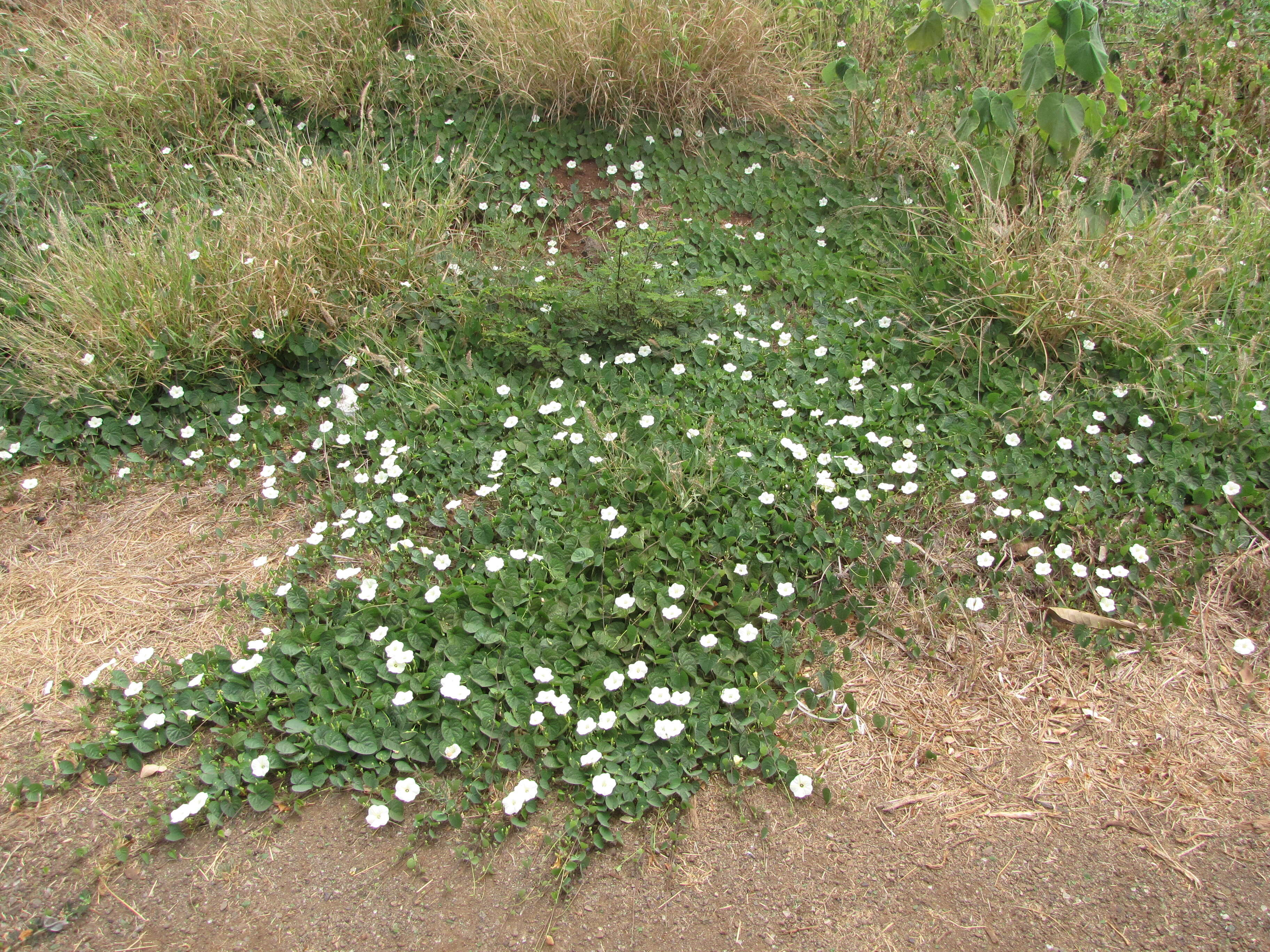 Image of Obscure Morning Glory