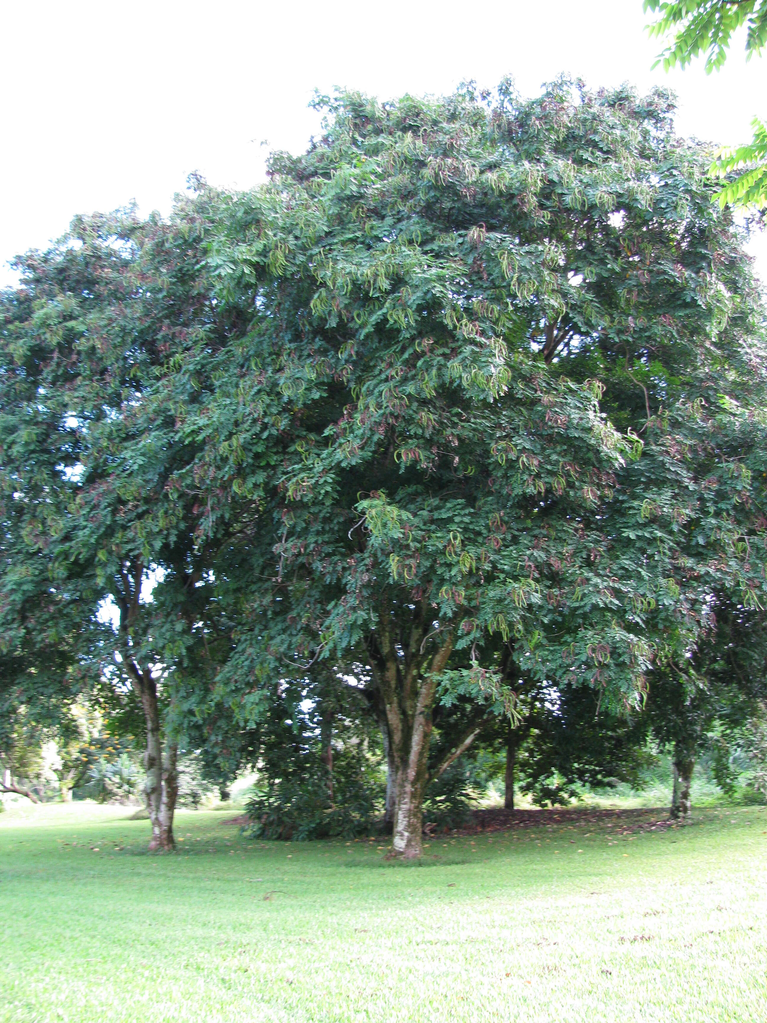 Image of beadtree