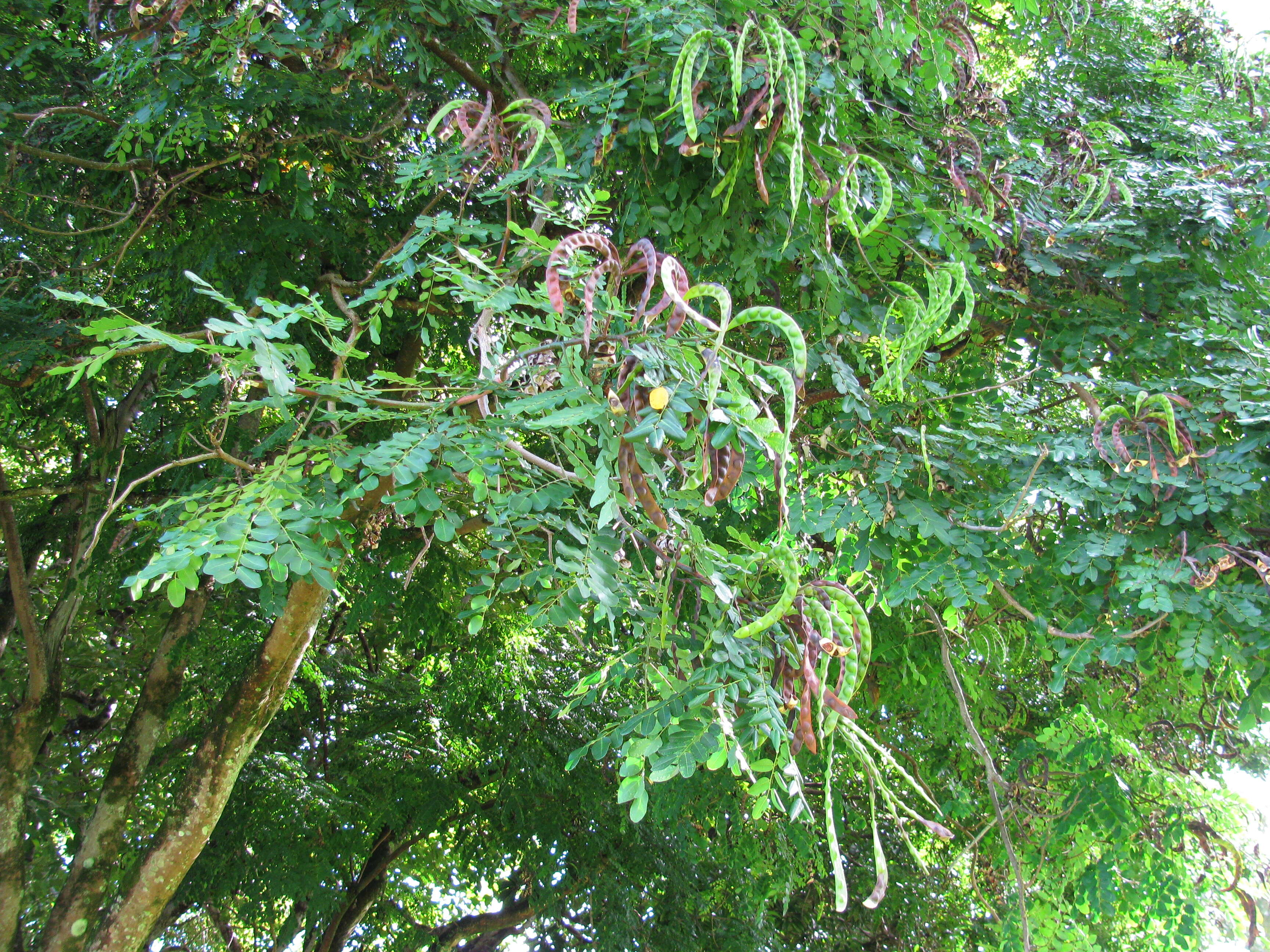 Image of beadtree