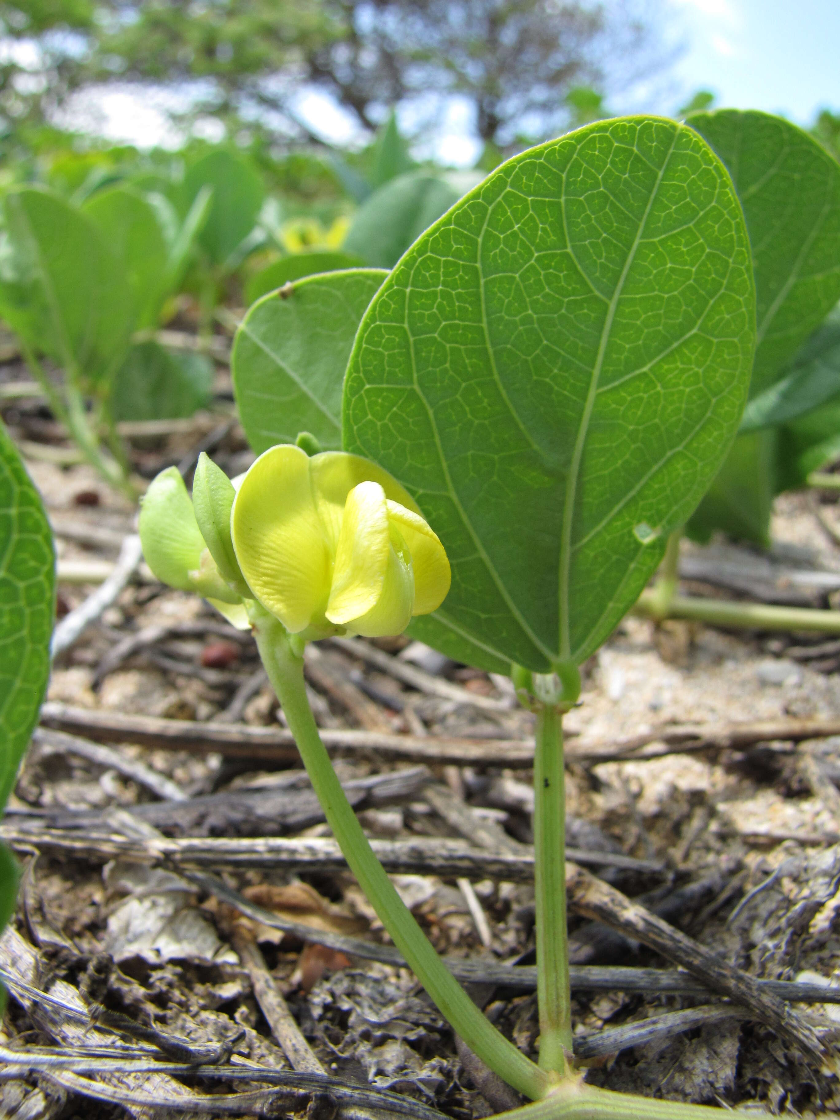 Image of notched cowpea