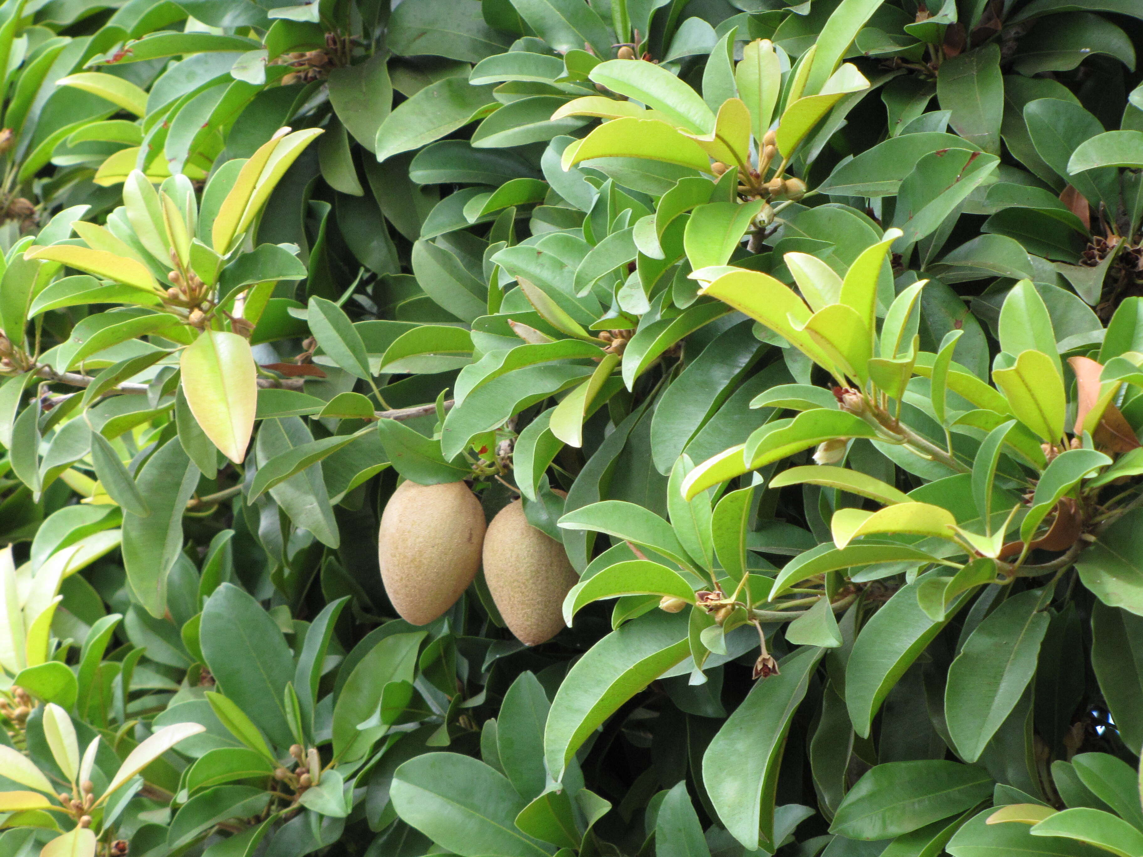 Image of sapodilla