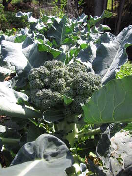 Image of broccoli