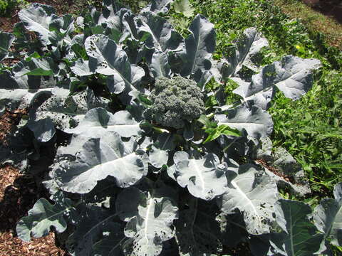 Image of broccoli