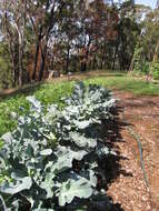 Image of broccoli