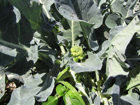 Image of broccoli