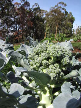 Image of sprouting broccoli