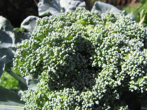 Image of sprouting broccoli