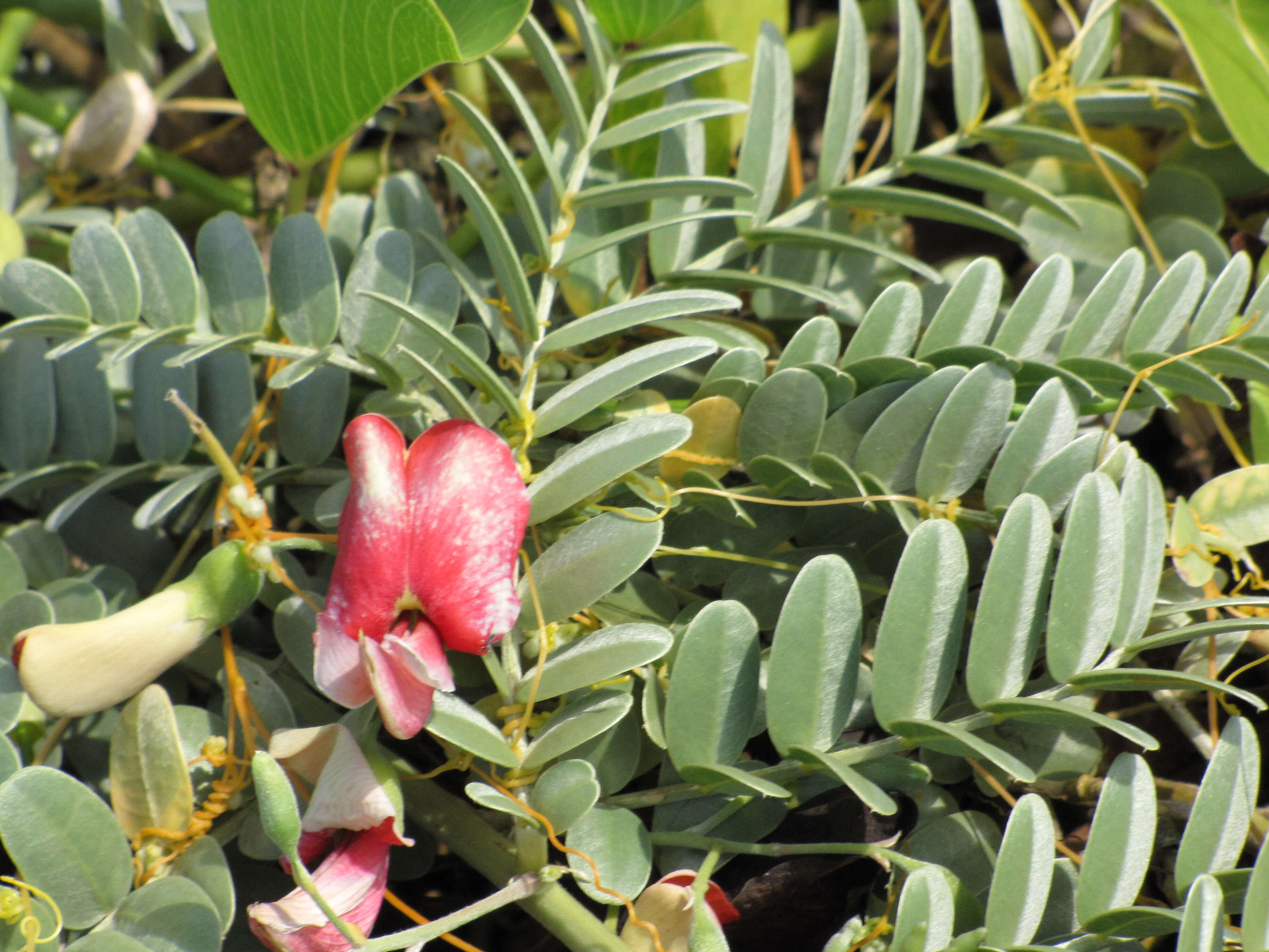 Image of Oahu riverhemp