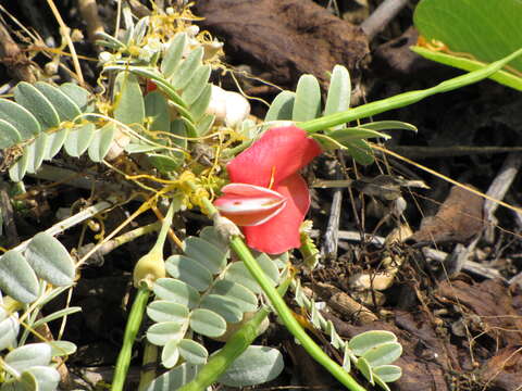 Image of Oahu riverhemp