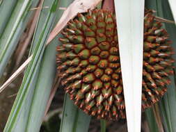 Image of Pandanus vandermeeschii Balf. fil.