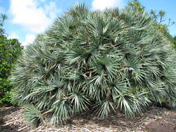 Image of Pandanus vandermeeschii Balf. fil.