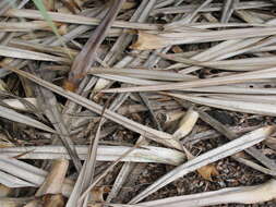 Image of Pandanus vandermeeschii Balf. fil.