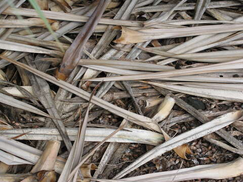 Pandanus vandermeeschii Balf. fil. resmi