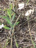 Image of garden lettuce