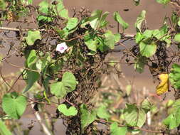 Plancia ëd Ipomoea triloba L.