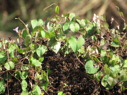 Plancia ëd Ipomoea triloba L.