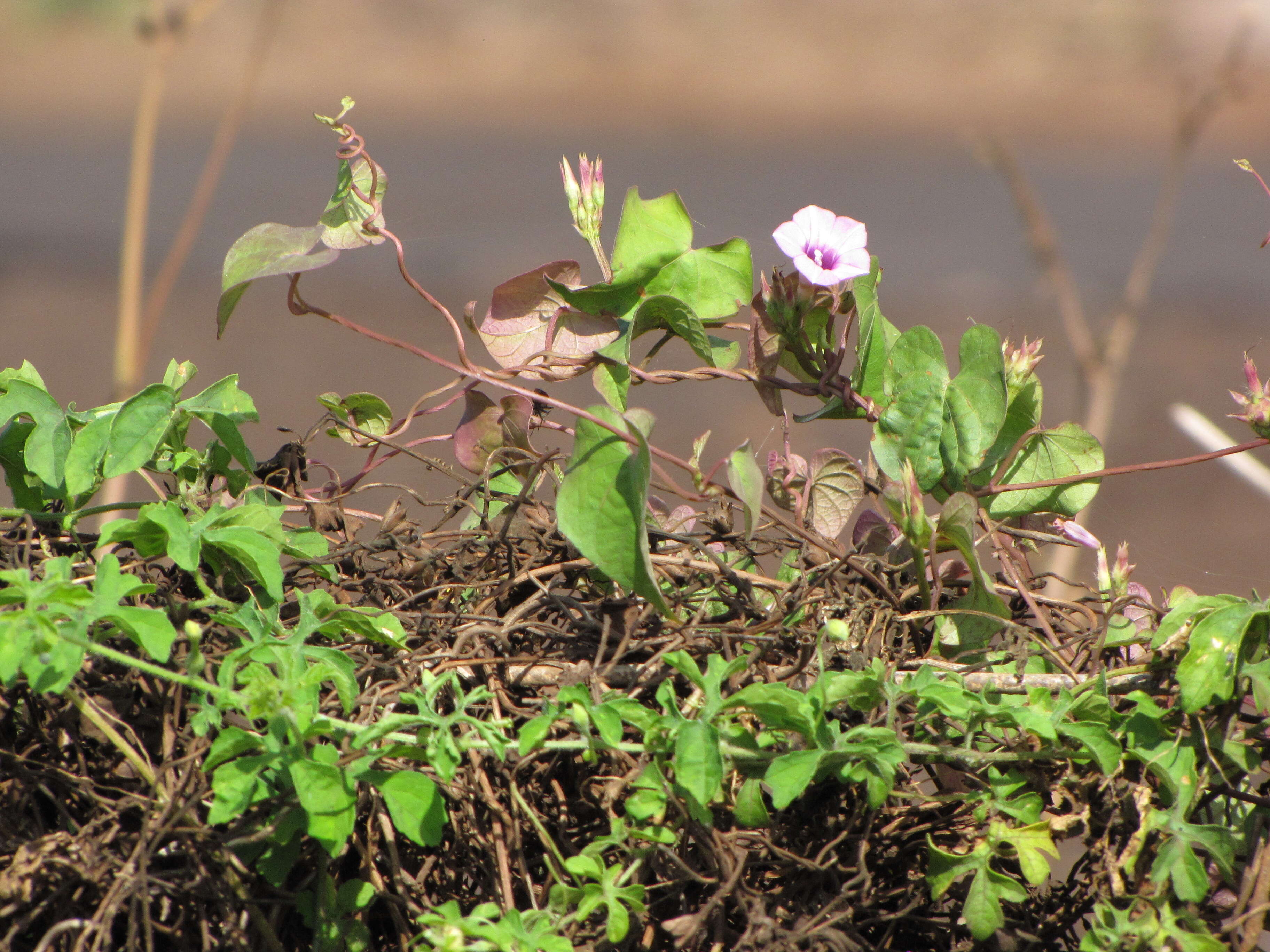 Plancia ëd Ipomoea triloba L.